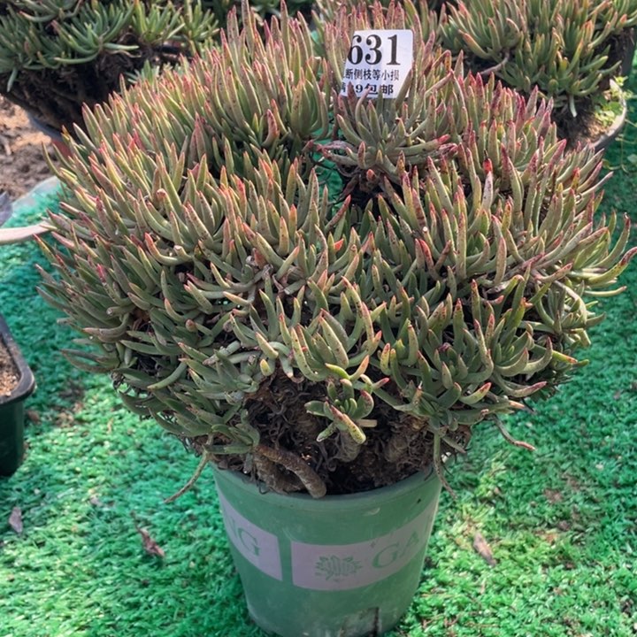 631号维思辛达多肉