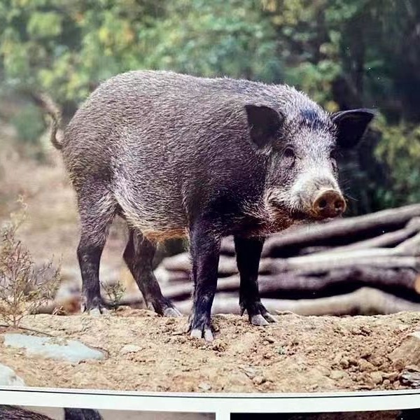 （猪其他）湘西高山放养农家生态野二代新鲜猪肉4斤起顺丰包邮到家