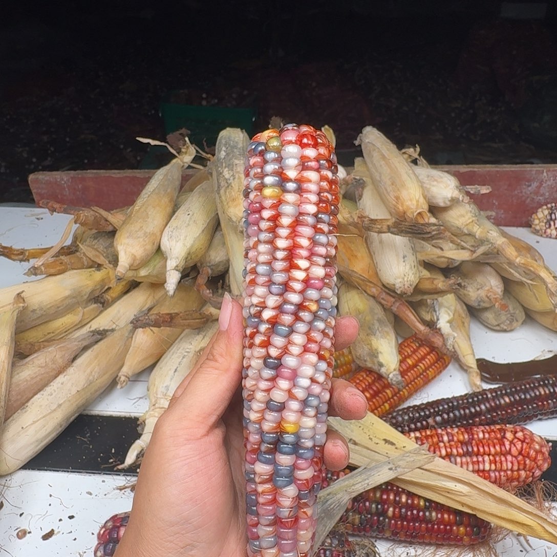 妞***鱼柏香籽/百香籽吊坠