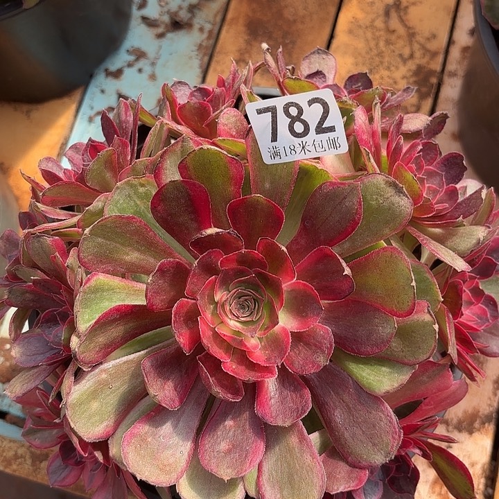 752黑魔锦诺米多肉法师锦不包侧枝断枝