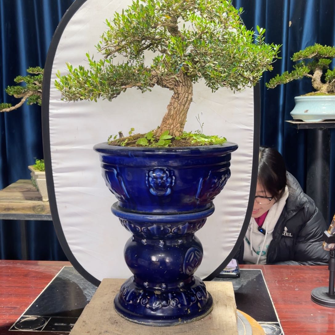 四季常青老桩黄杨盆景