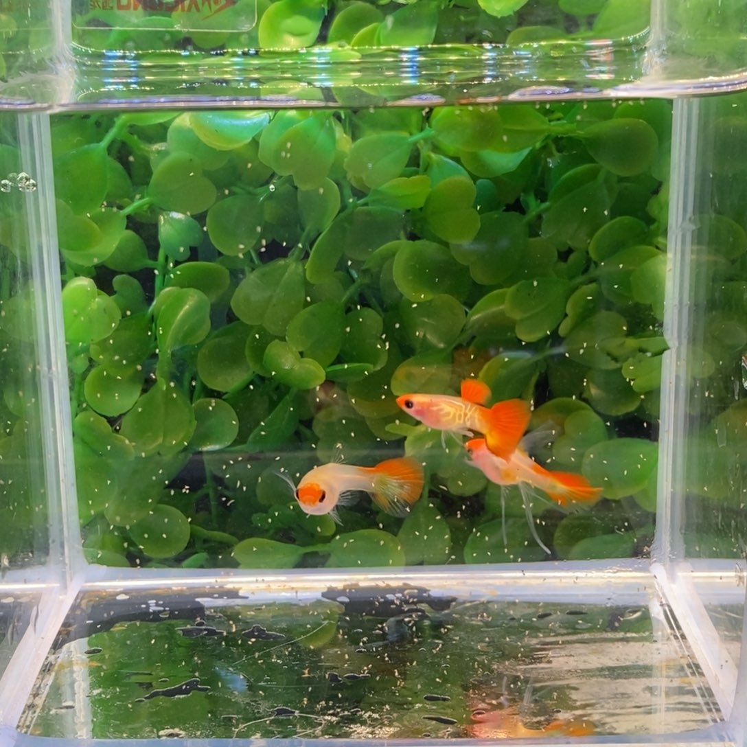 孔雀鱼琉璃红头玻璃c一对加一普通