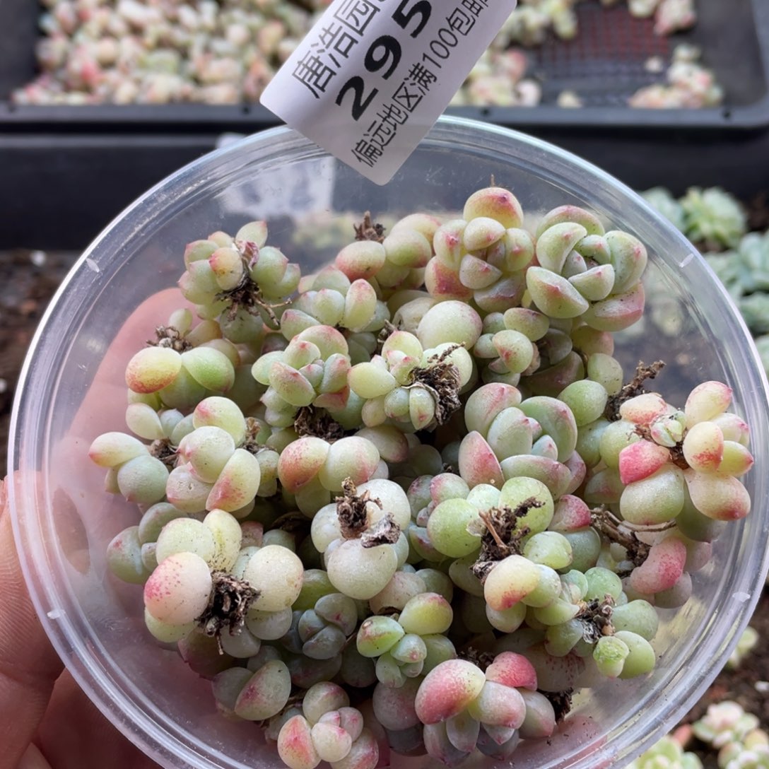 冰玉一物一拍295…