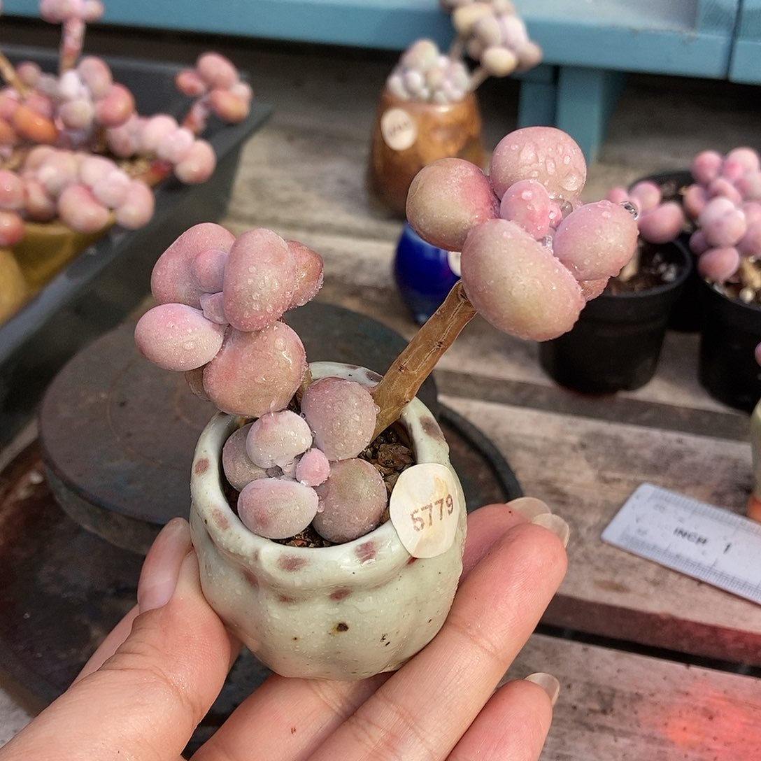 5779糖果腰子蛋带盆土