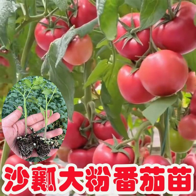 大粉秧苗西红柿沙瓤毛粉大果番茄阳台种子高产四季蔬菜盆栽种籽