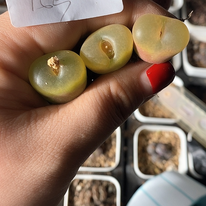 桃喜花园0131-153水蜜桃