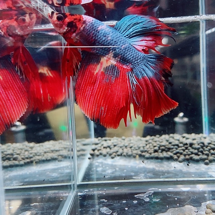 采***)斗鱼黑147号巨斗半月