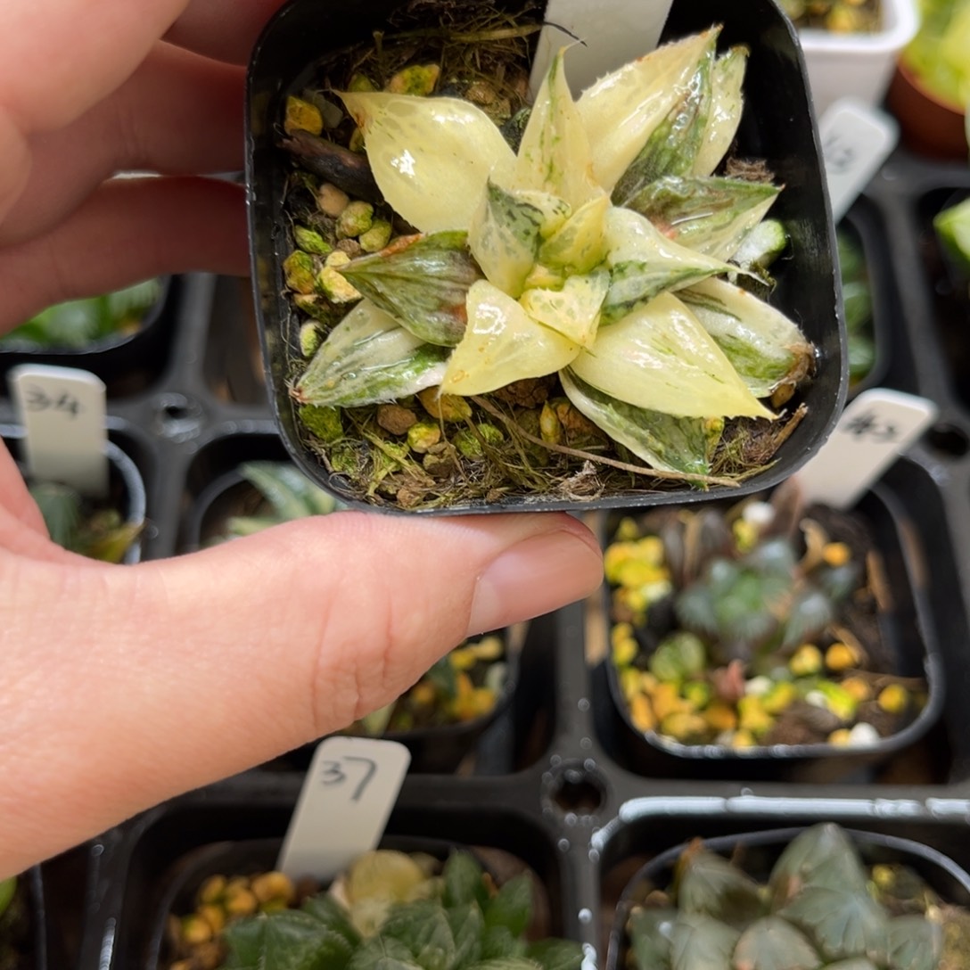 39实生寿锦一物一拍