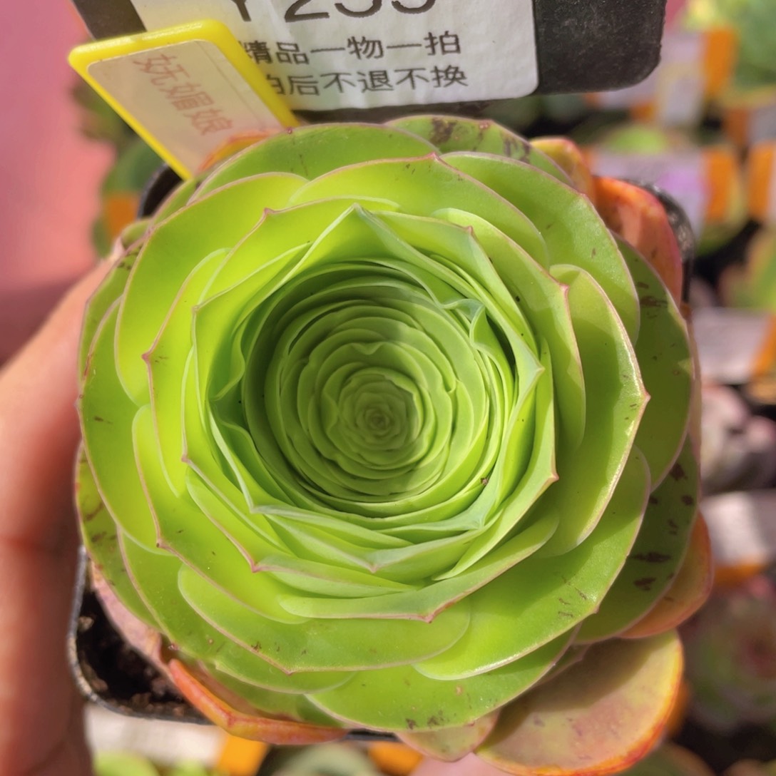 妩媚娘259一物一拍