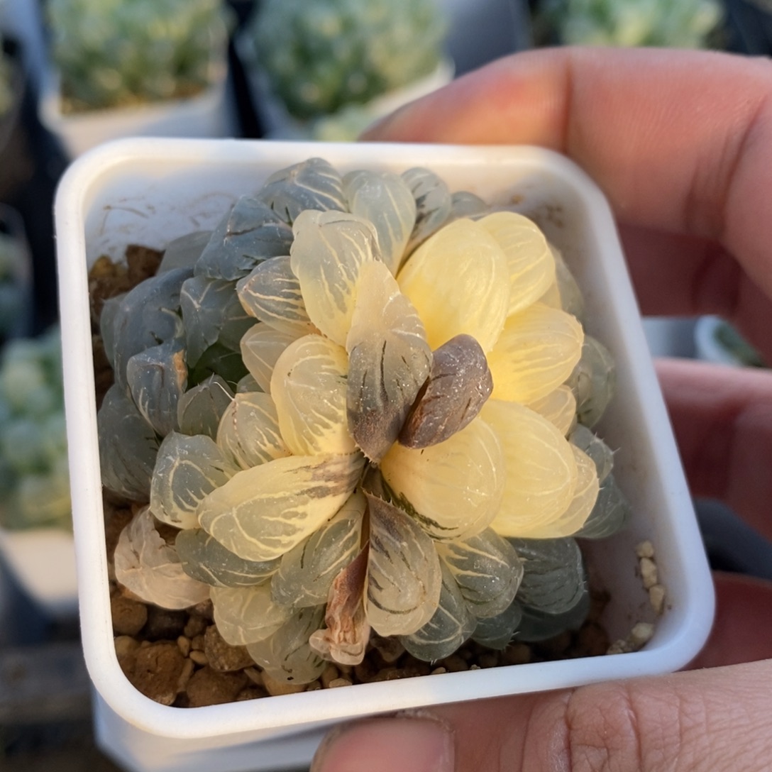 一颗双头湖水玉露锦 元旦福利