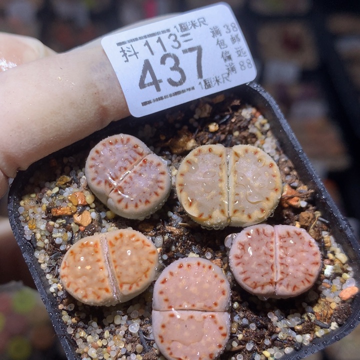 精品生石花113.437