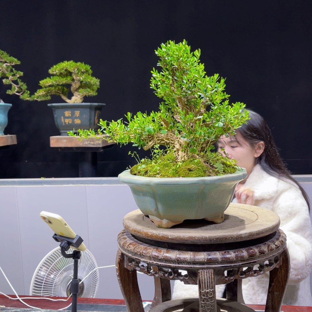 四季常青老桩黄杨盆景