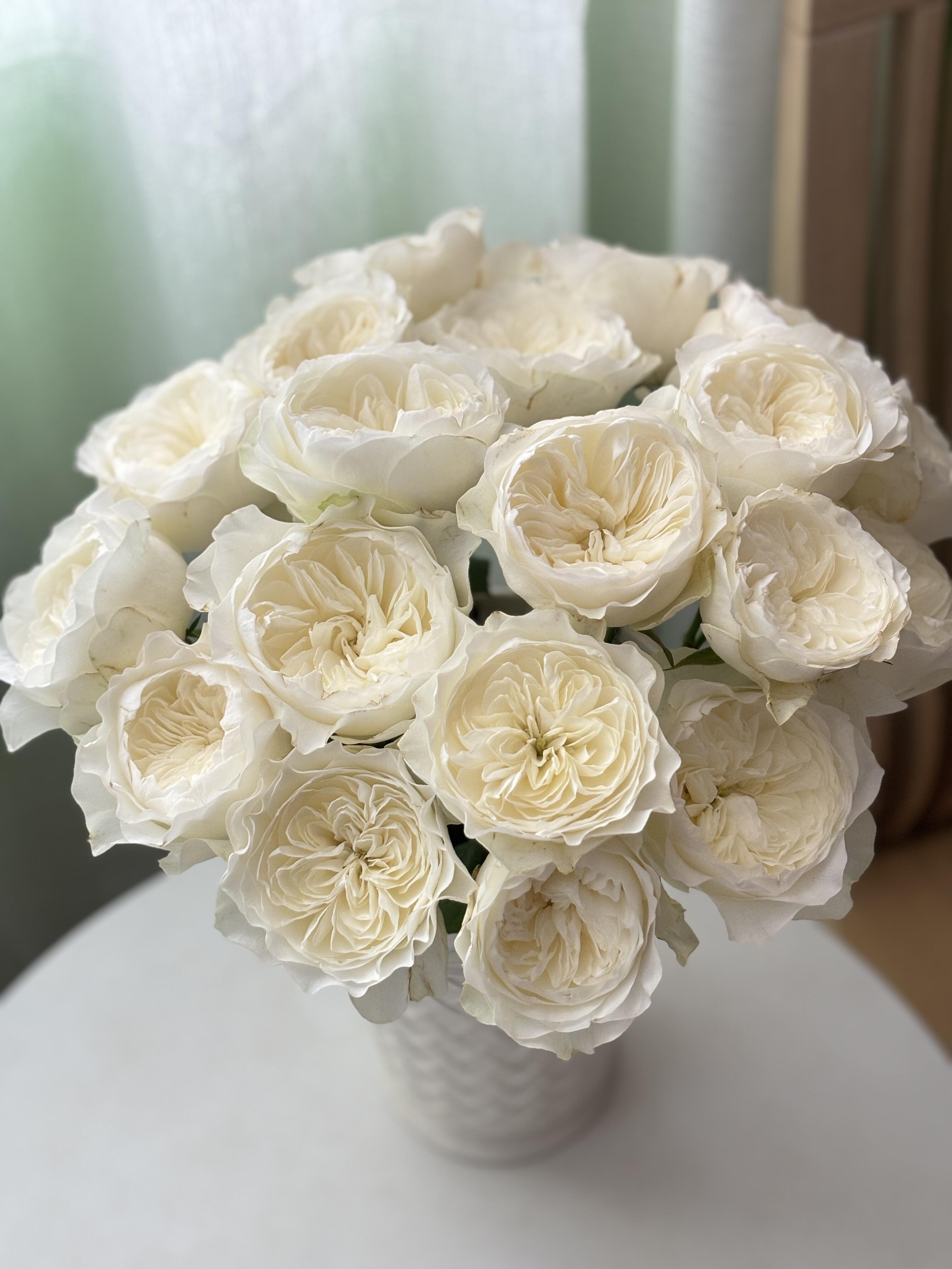 泰勒玫瑰：拍下5只送5只防损耗（哈尔滨发货，收到需要醒花）