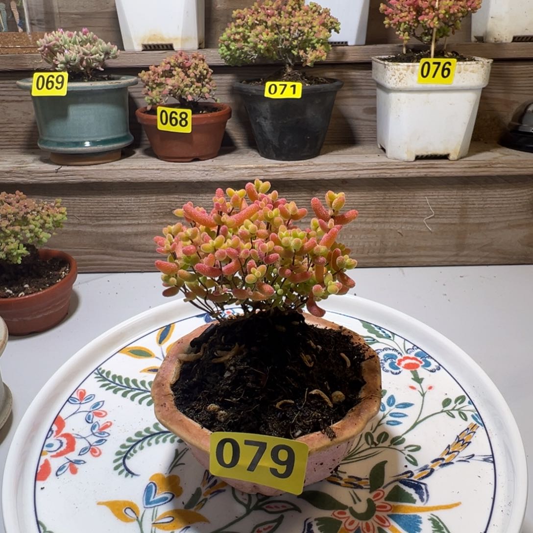 枝干番杏多肉植物079