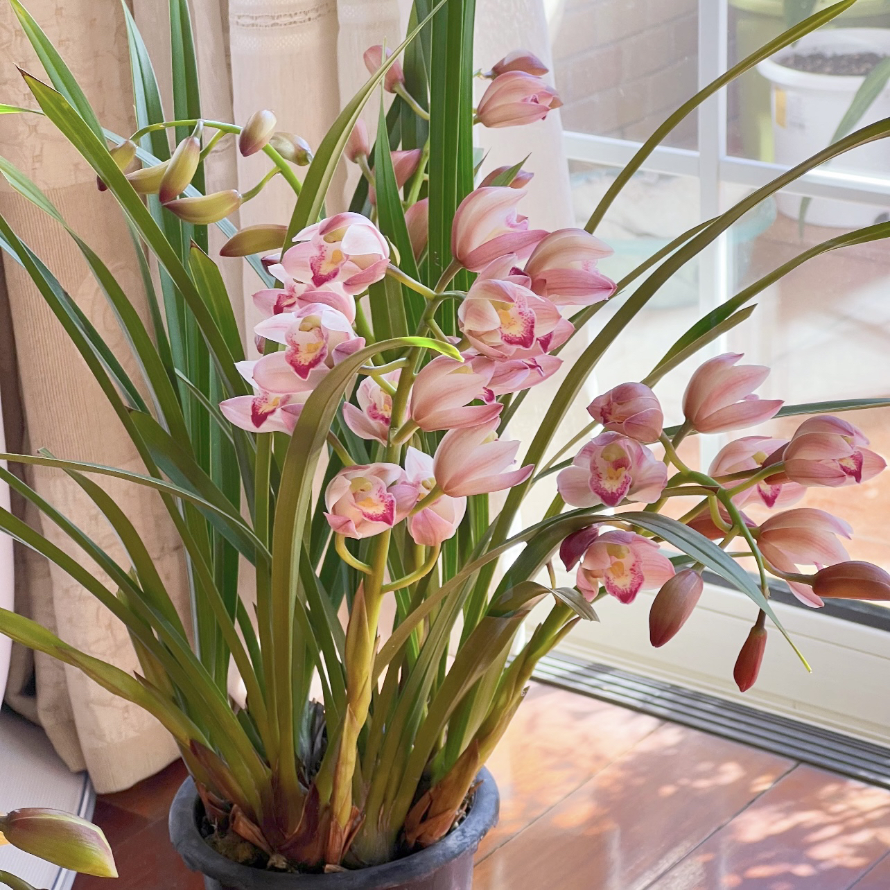 东方美人大花蕙兰花室内外好养盆栽四季开花