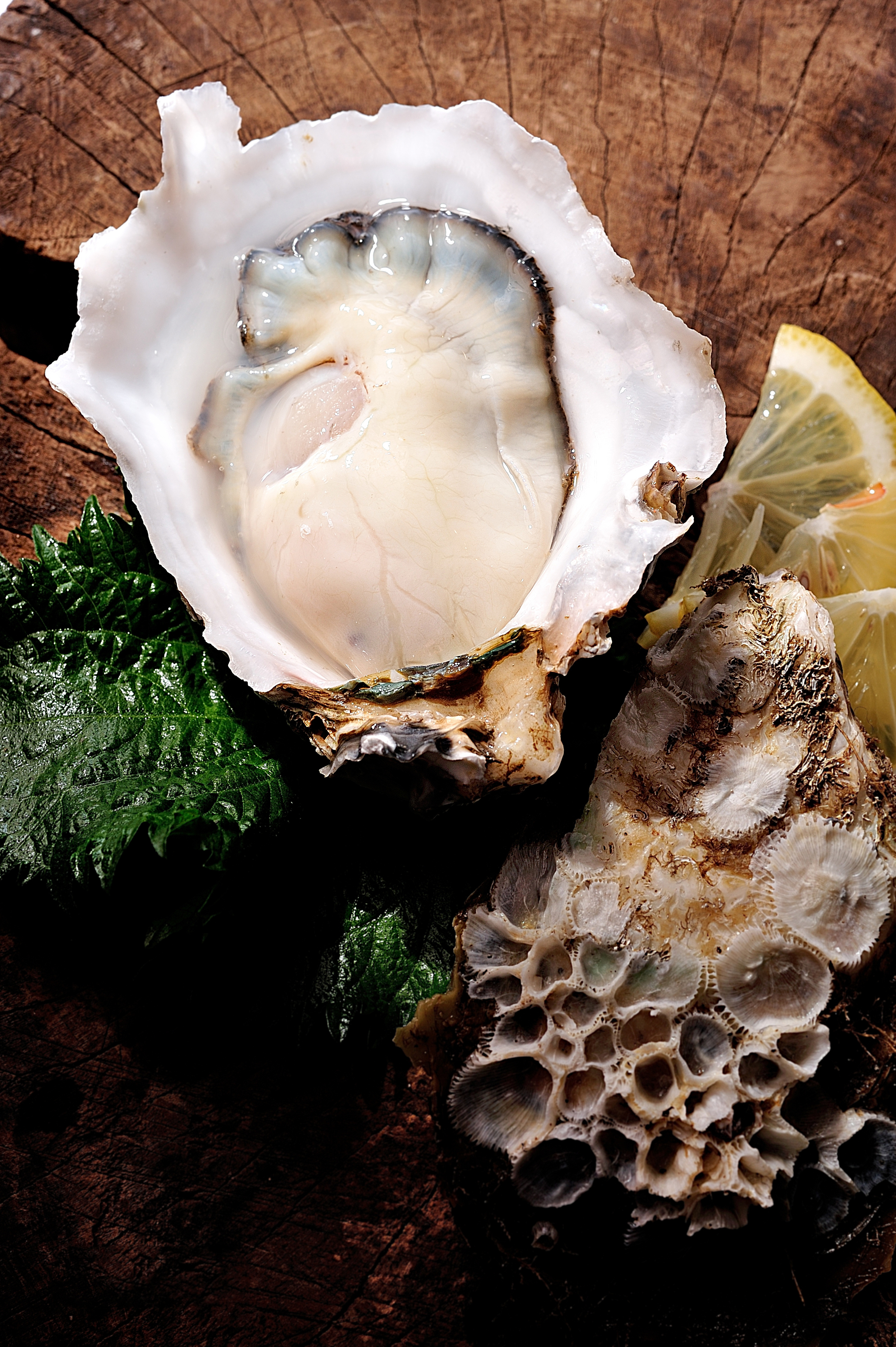 清蒸2+规格生蚝新鲜正宗乳山原产地顺丰包邮2斤装