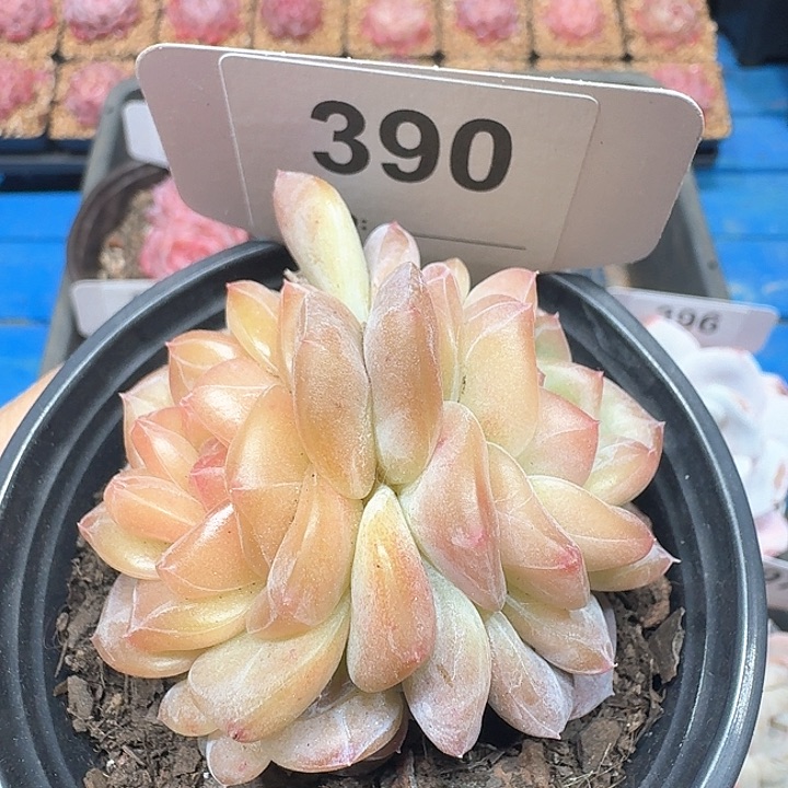 雪芙蓉多肉植物390