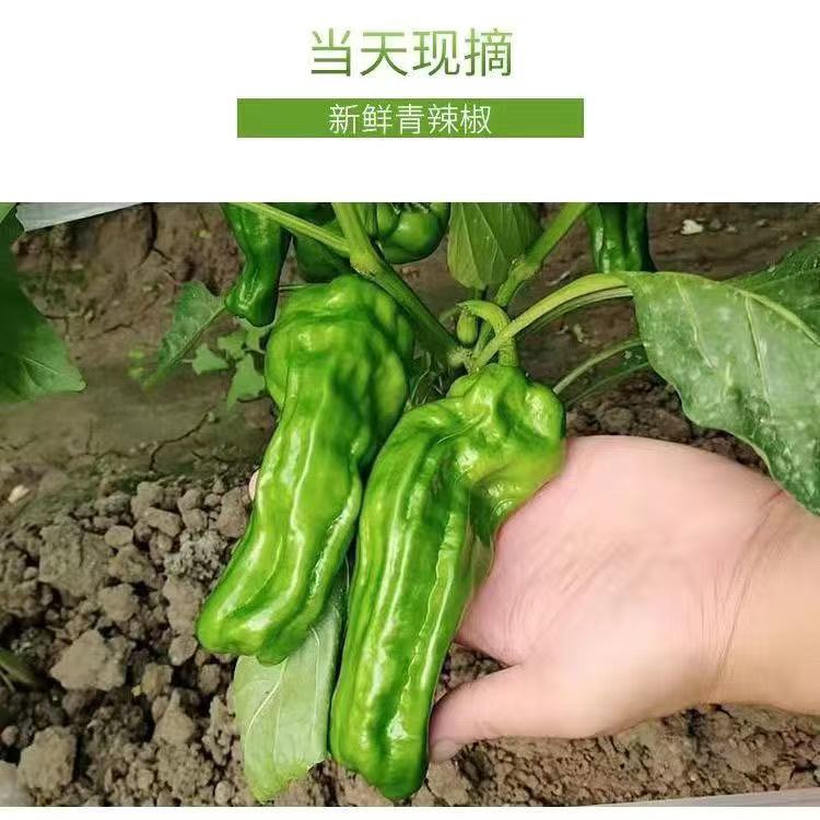 农家自种薄皮青椒