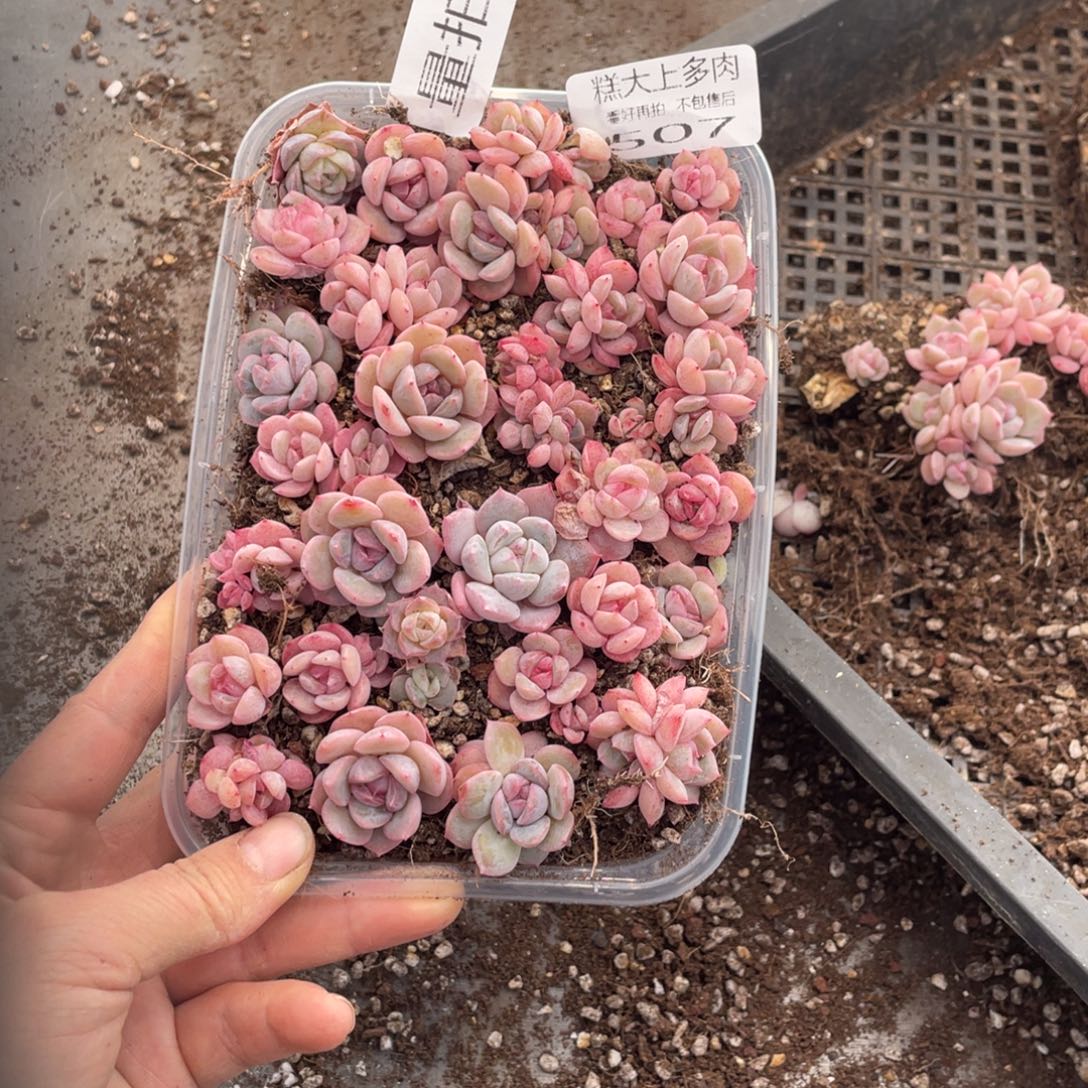 糕大上多肉植物507