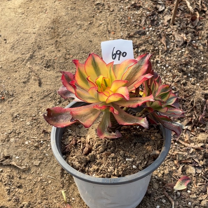 法师植物魅影法师690