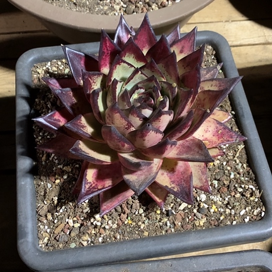 舍*每日特价活动开始啦