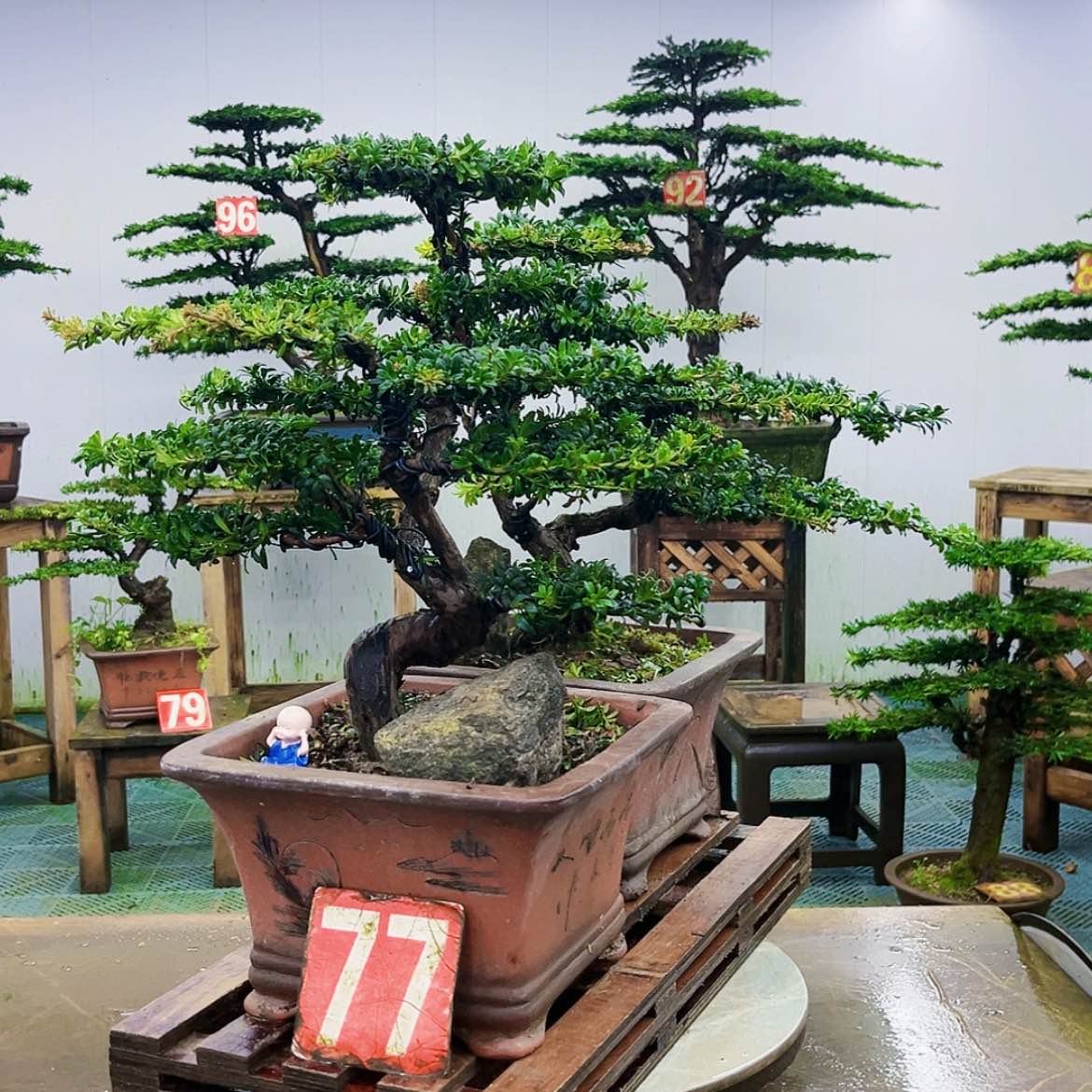 【闪购商品】无花朵