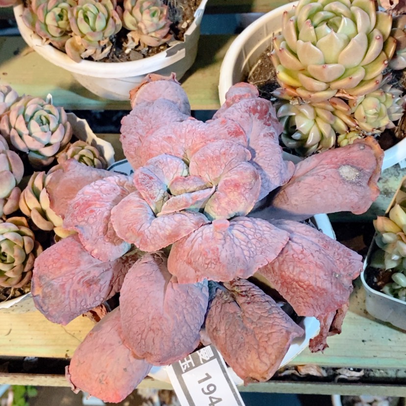 【闪购商品】男爵1944