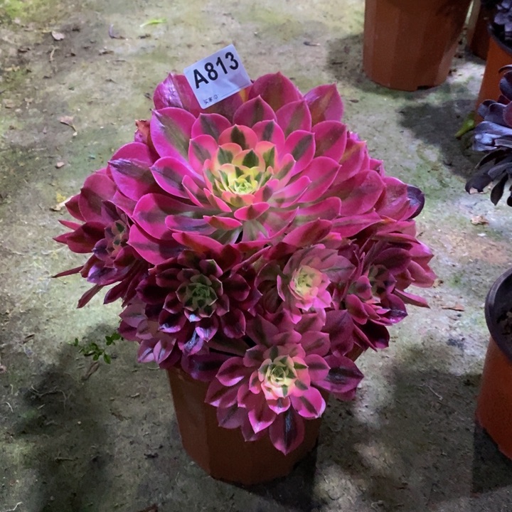 粉女巫多肉植物813