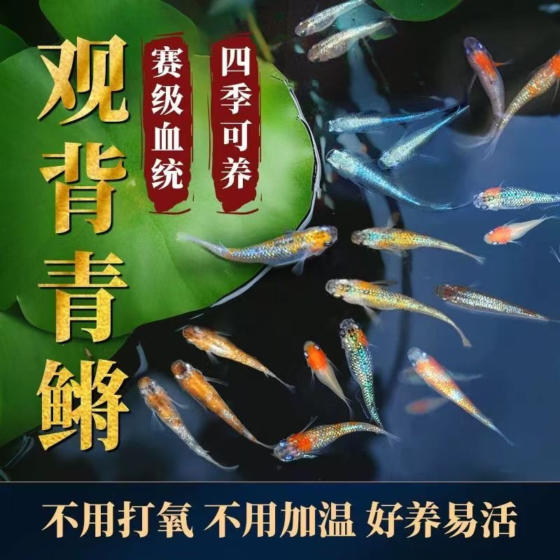 直播一物一拍 品相自观