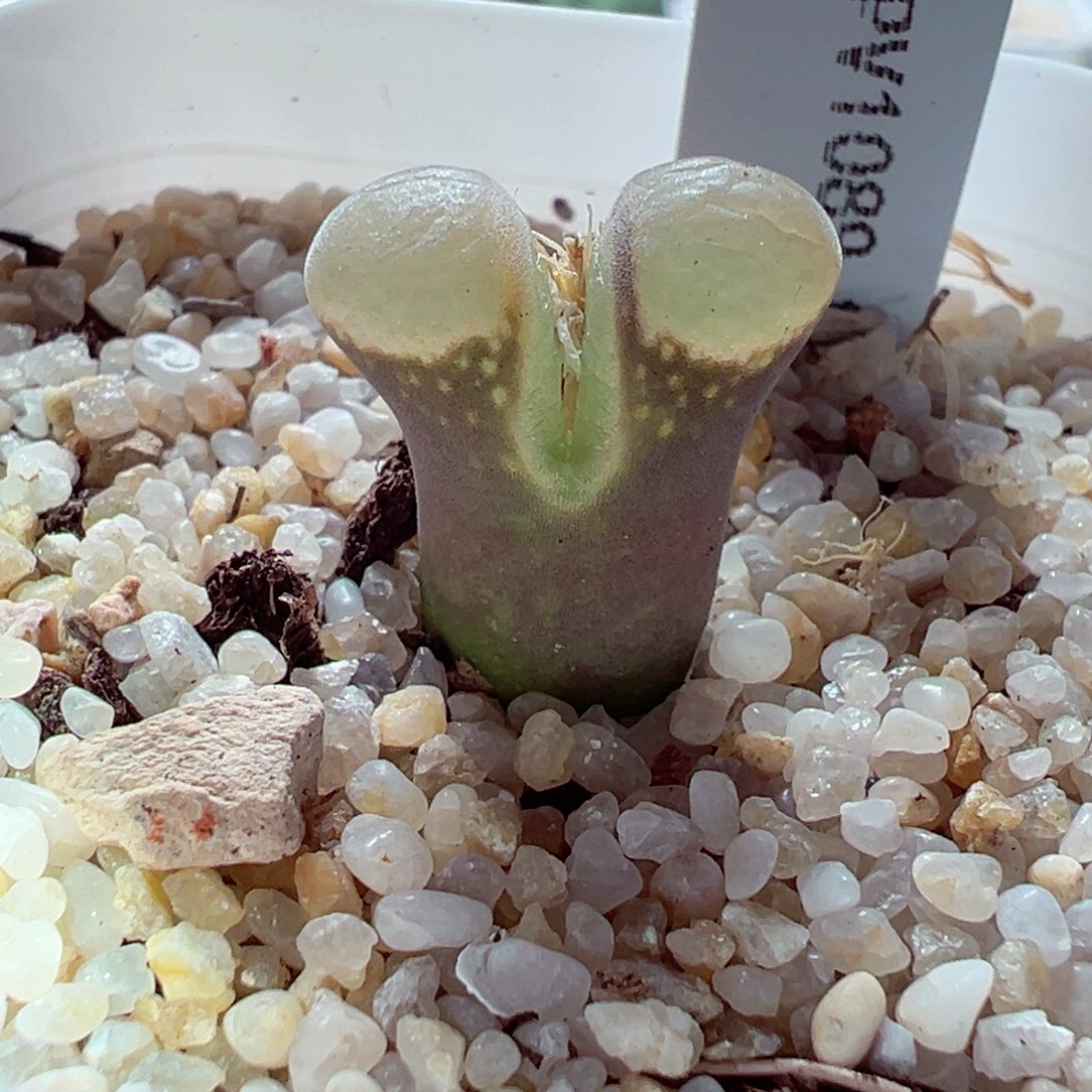 1202-346多肉多日