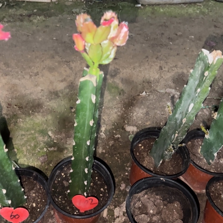 知***乐当前无花栽培后可以开花083  102