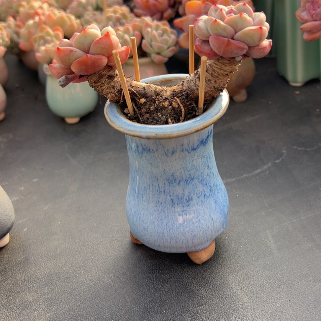 双头星影老庄0000000000