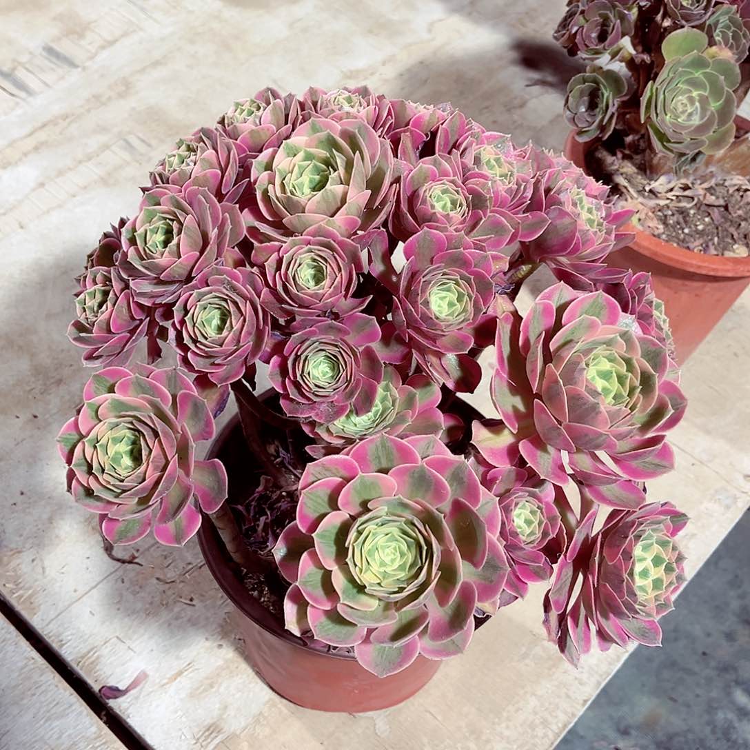 当前无花朵，栽培后可花朵