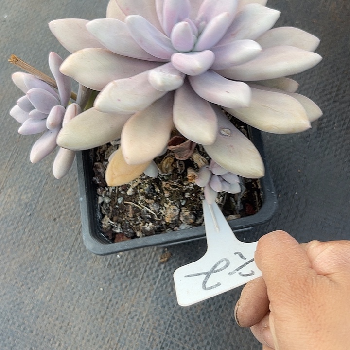 两单包邮，一物一拍。2虞美人