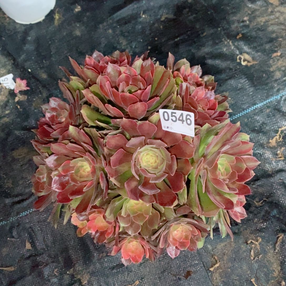 雅典娜546多肉1111