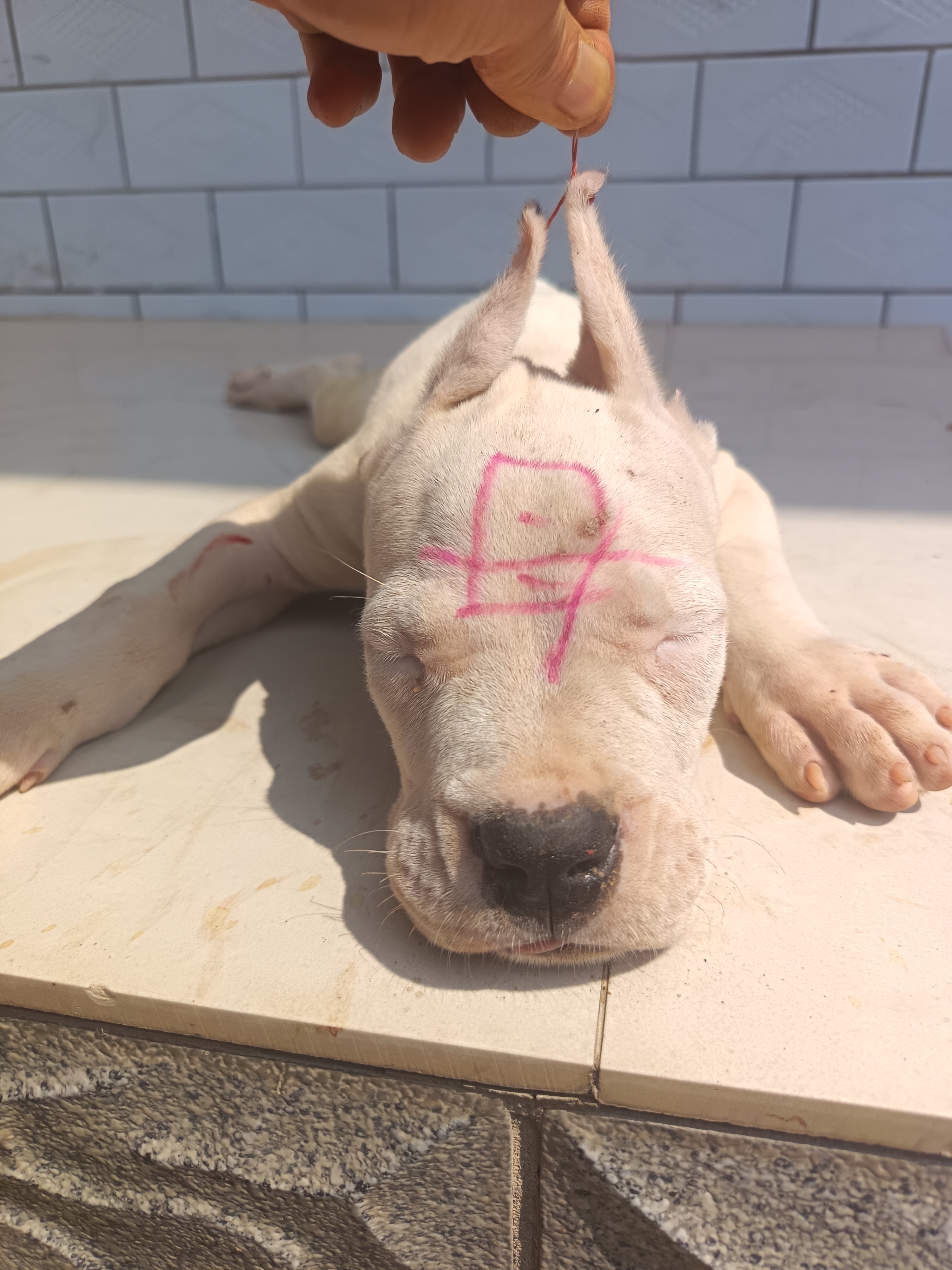 杜高犬活体幼犬家庭宠物狗