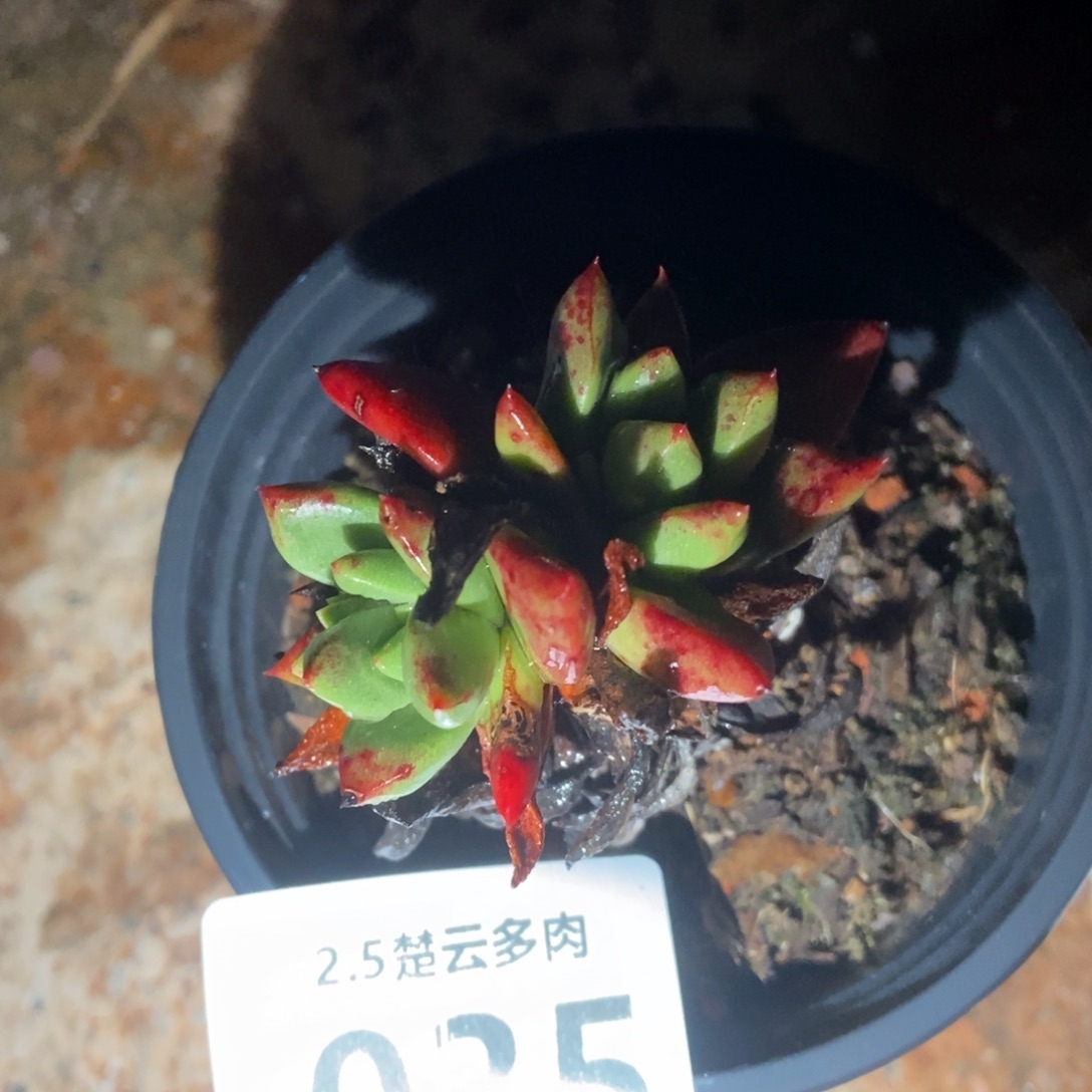 035绿玫瑰多肉植物