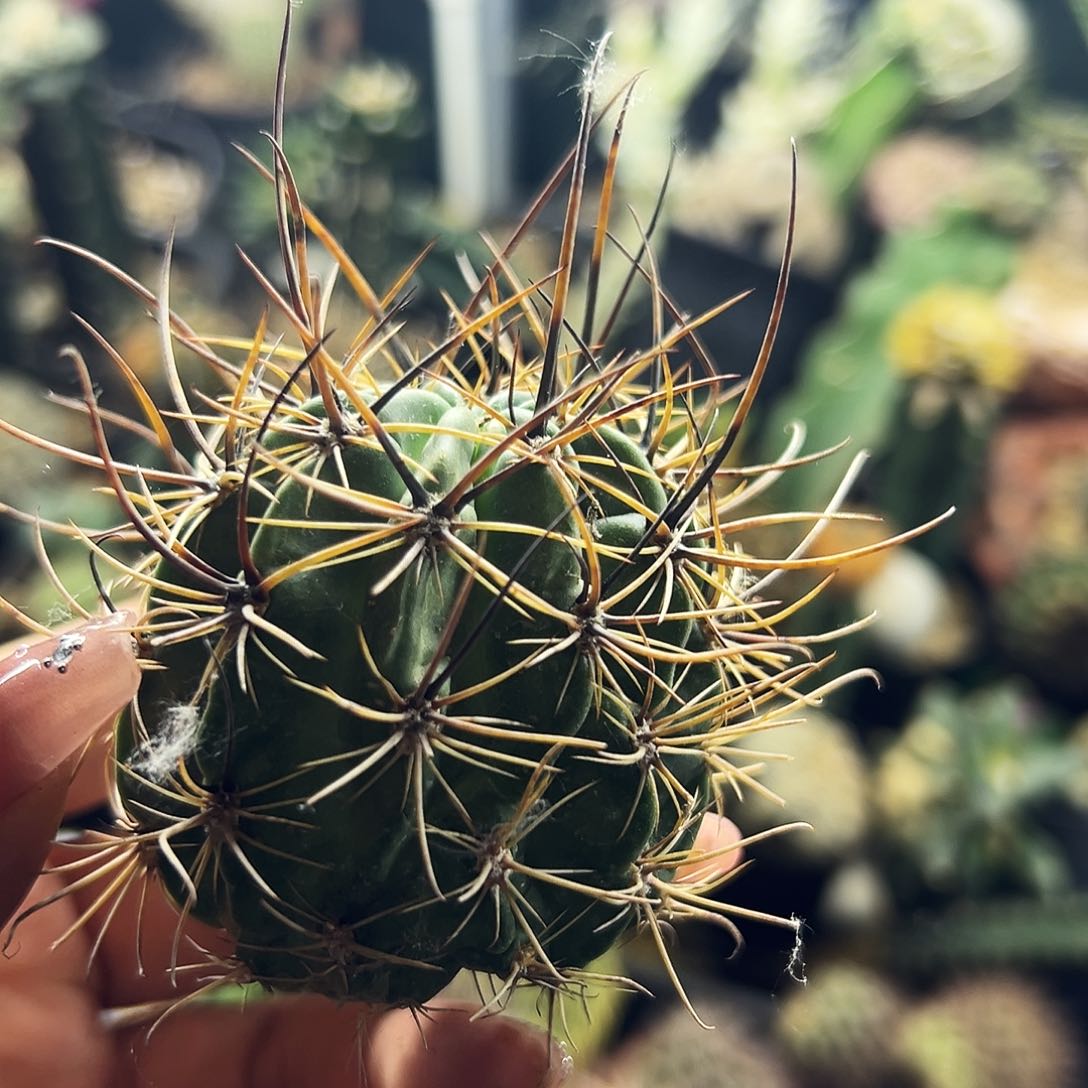 狂风仙人球111111111