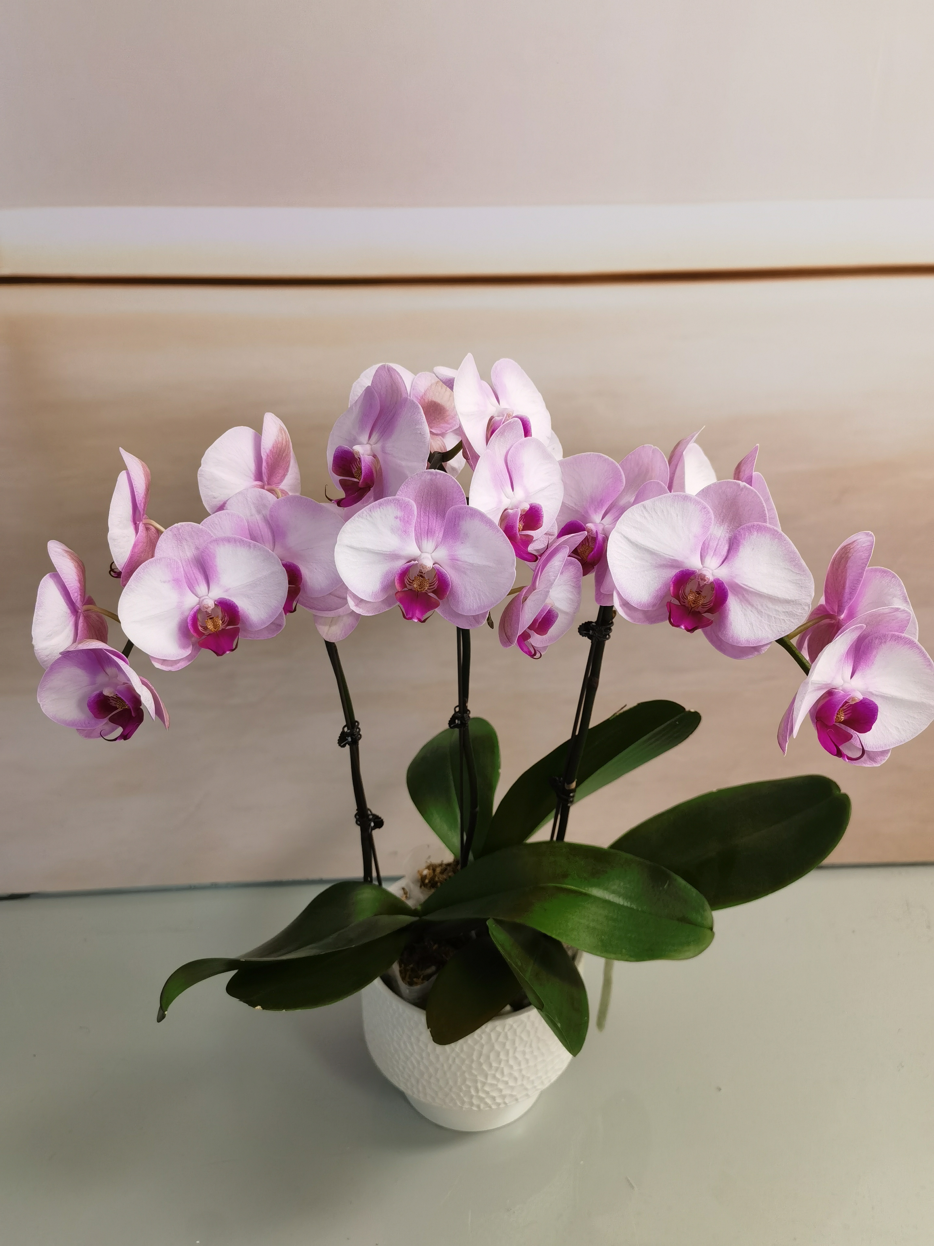 【哈尼】蝴蝶兰盆栽带花苞花剑大苗客厅室内四季好养活植物花卉