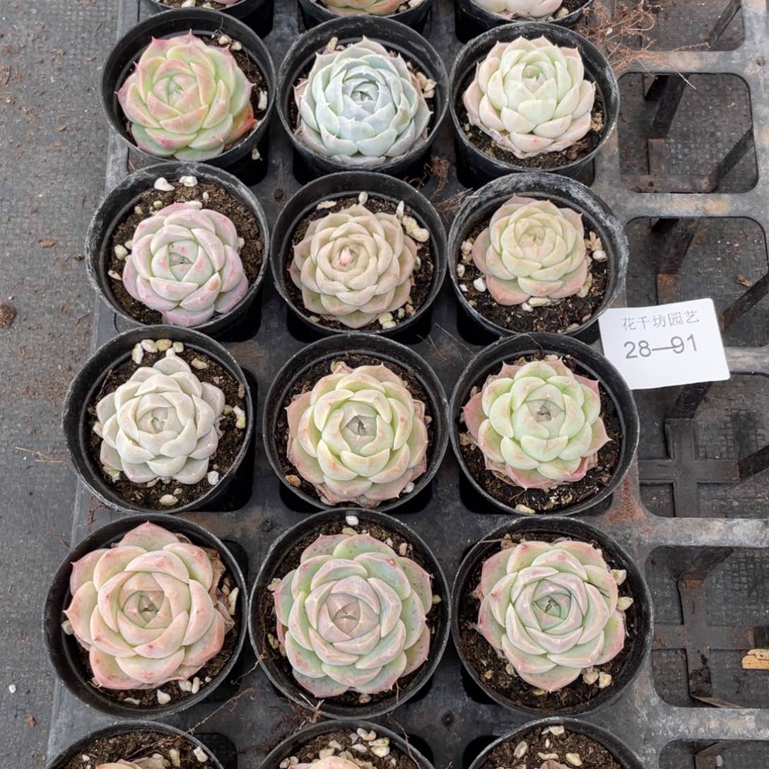 一物一拍18颗28-91