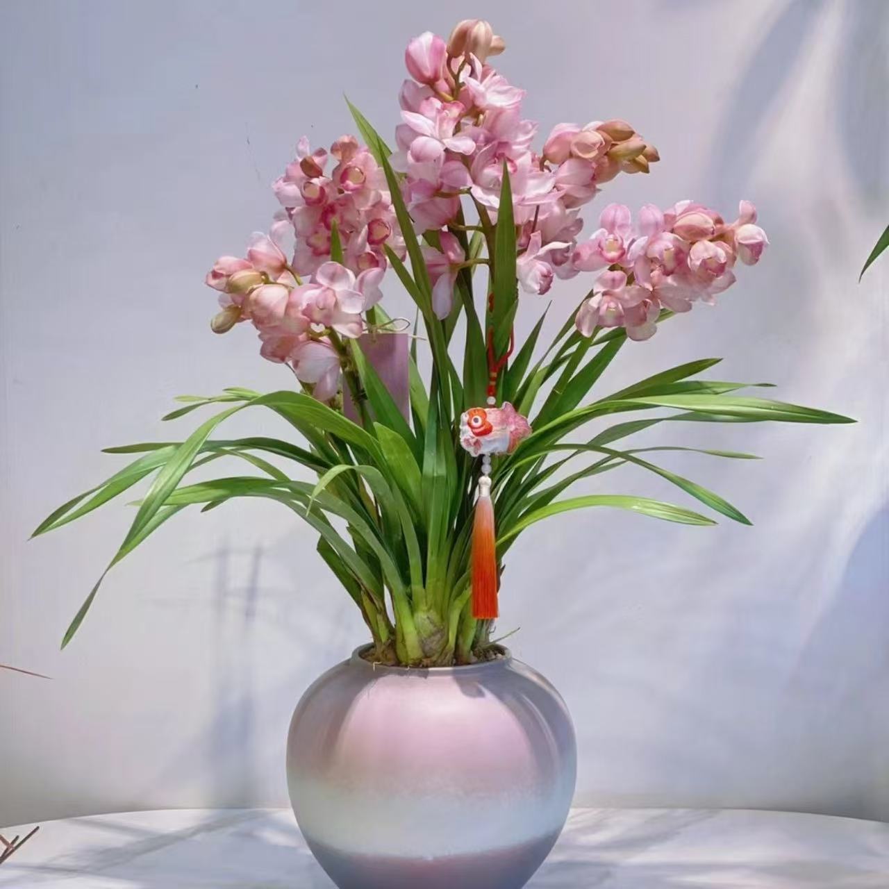 【福娘】大花蕙兰年宵花室内高端花卉花量大花期长