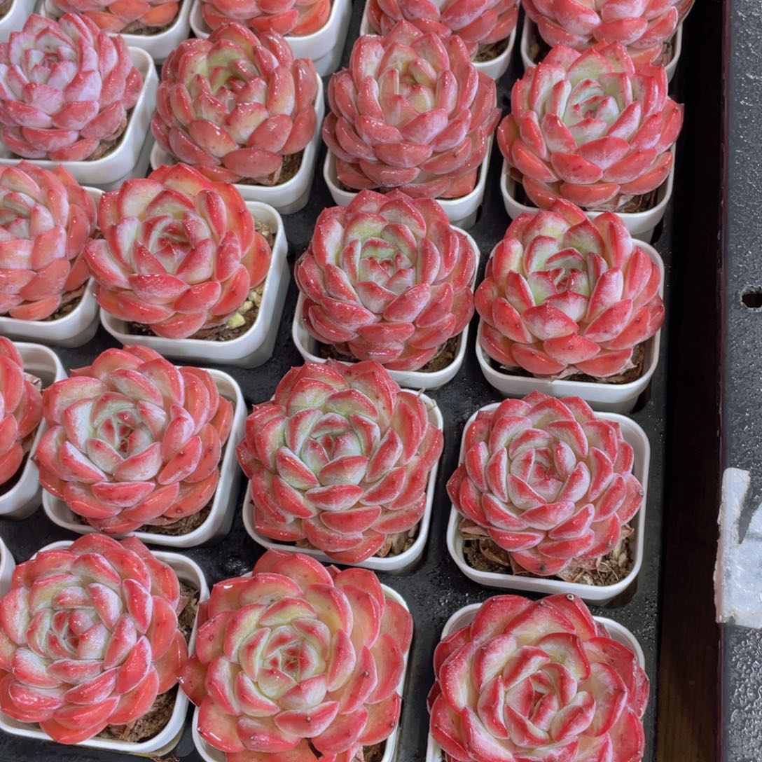 量拍8号 草莓杏仁单头一个