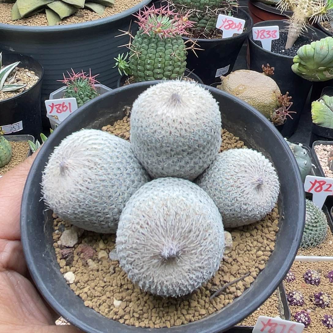 四头月世界仙人球带盆土发货