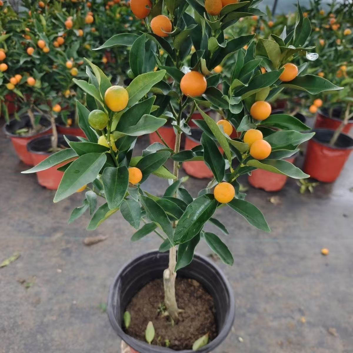 金橘盆栽可庭院阳台种植观赏佳品