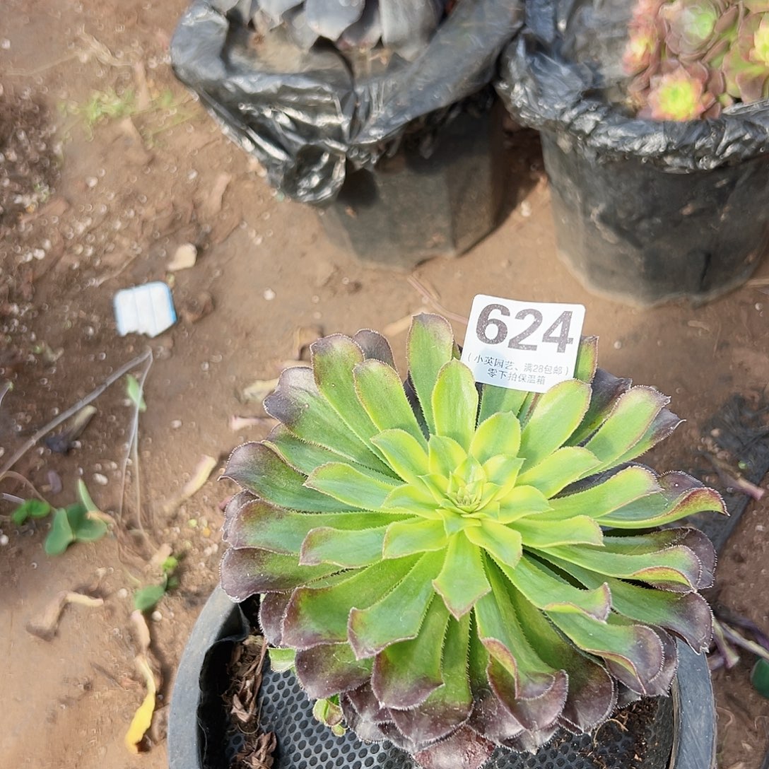 多肉植物624多肉植物