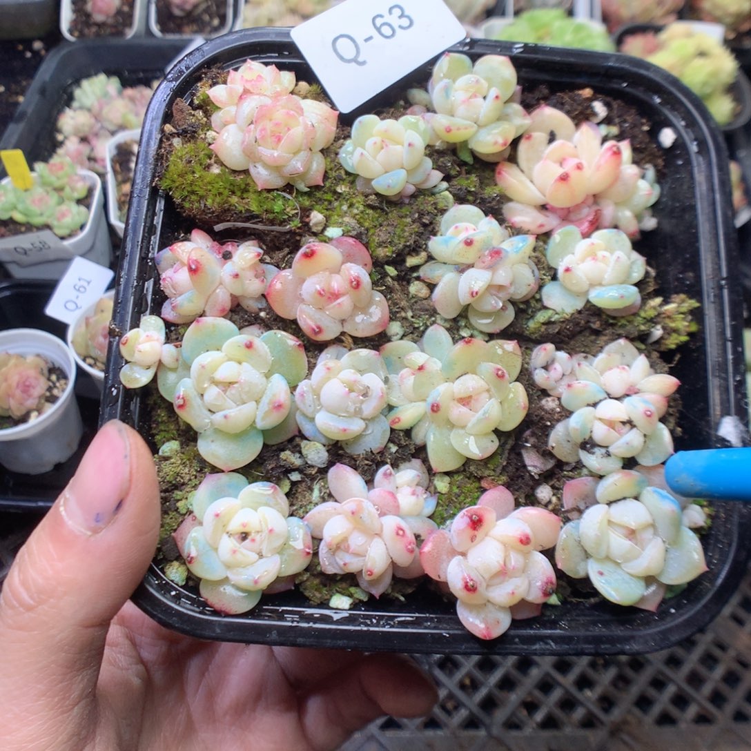 无花朵Q63。yyyyyyyy