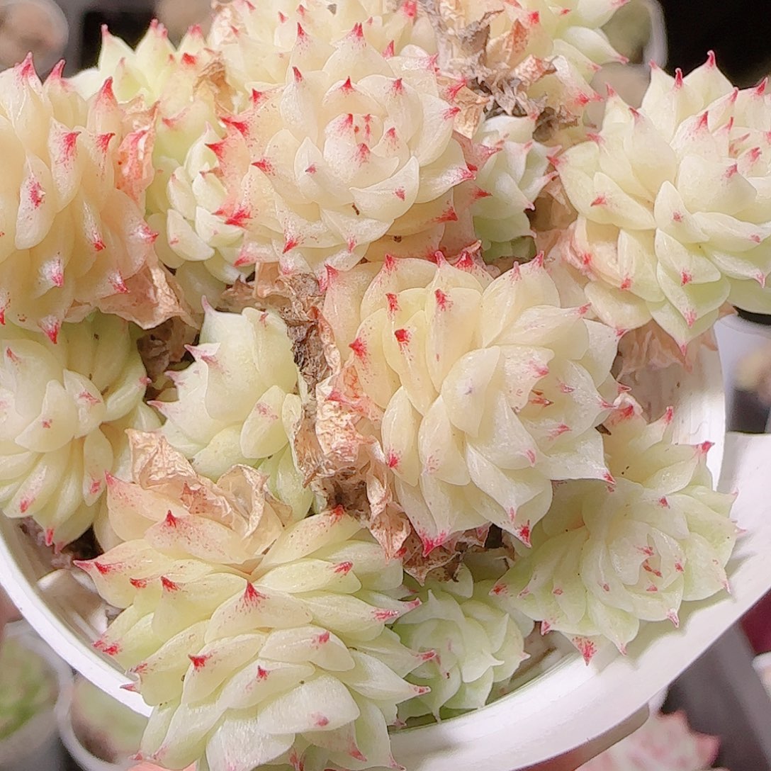 花语逸镜1126-104散