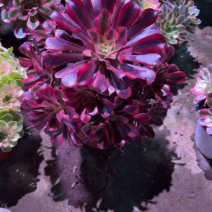 多肉植物美杜莎00126