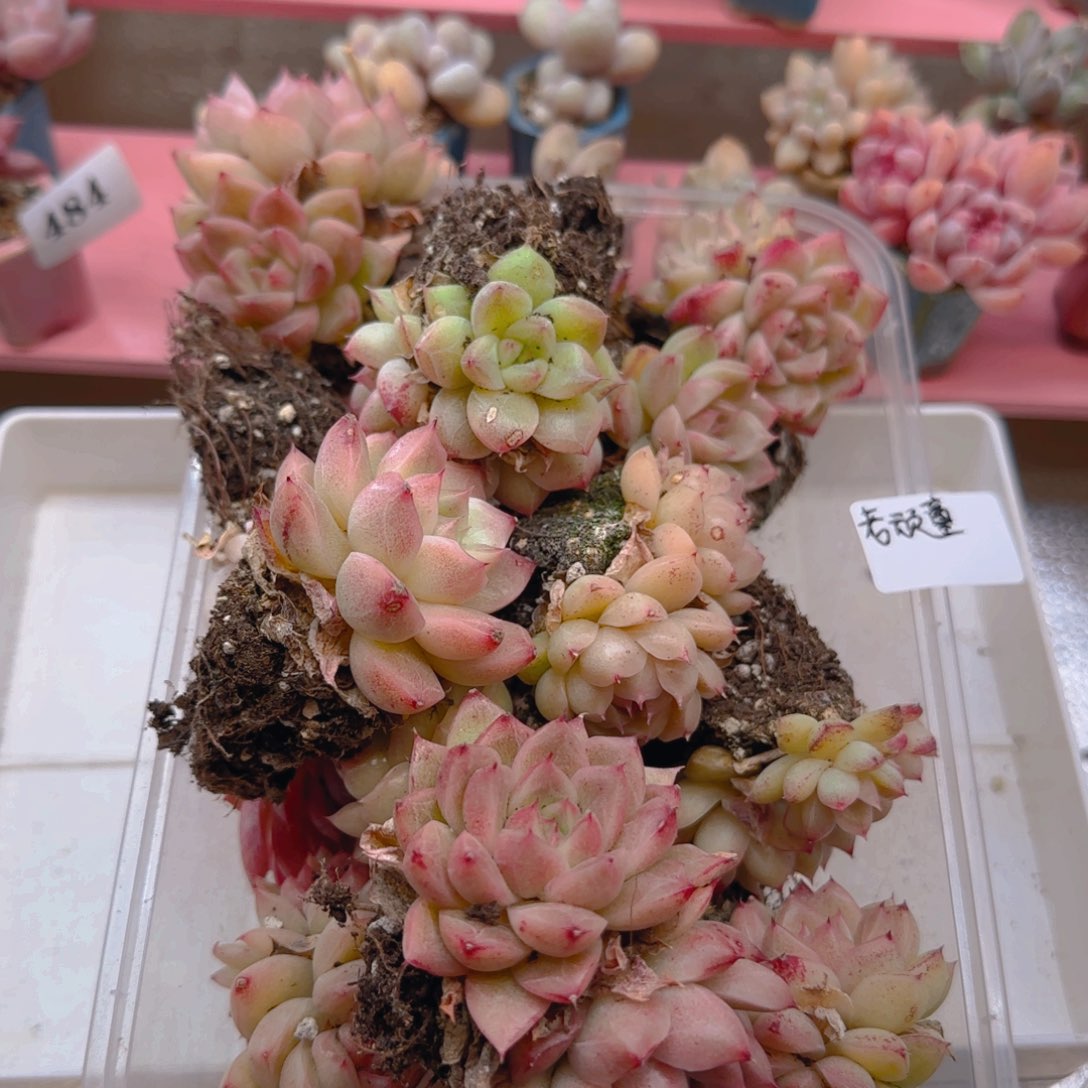 通***童专拍专拍专拍专拍