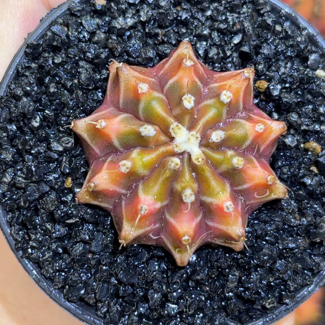 泰姬陵基因 米哈仙人球